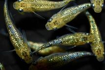 【上州・貴めだか 】【普通鰭】『夜桜ゴールド 極ラメ』 有精卵30個＋補償分30個＋α ※非常に明るい金色でラメがぎっしりです！_画像4