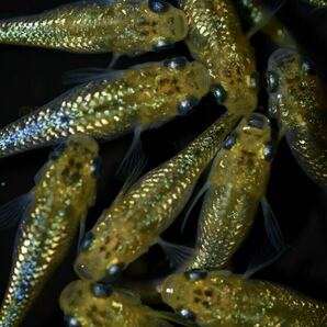 【上州・貴めだか 】【普通鰭】『夜桜ゴールド 極ラメ』 有精卵30個＋補償分30個＋α ※非常に明るい金色でラメがぎっしりです！の画像4