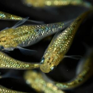 【上州・貴めだか 】【普通鰭】『夜桜ゴールド 極ラメ』 有精卵30個＋補償分30個＋α ※非常に明るい金色でラメがぎっしりです！の画像8