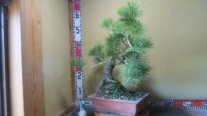  Japanese black pin middle goods bonsai 4-10-3