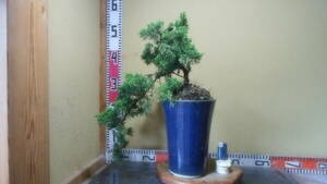  genuine Kashiwa middle goods bonsai ..4-18-2