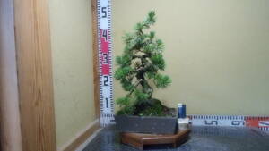 . лист сосна (. остров ) shohin bonsai 4-30-1