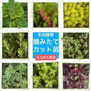 多肉植物カット苗（アロマティカス、丸葉マンネングサ、ルビーネックレスなど）8種類　詰め合わせ