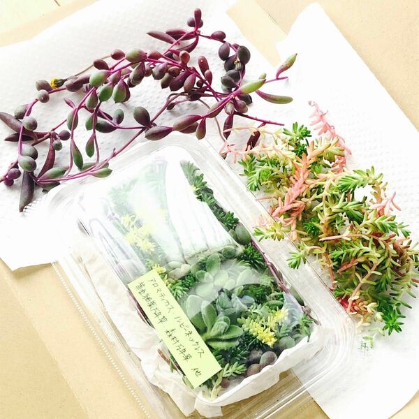 多肉植物カット苗セット〈５種パック詰め＋２種増量〉厚さ3cm以内　ダンボール箱にてネコポス発送いたします.･*