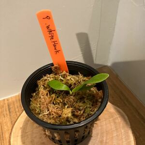 【スポア株】ビカクシダ　WhiteHawk ② 幼苗　ホワイトホーク　Diversifolium ' x Willinckii