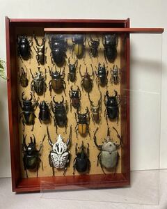虫標本フィギュア　昆虫ケース入りフィギュア　23種類　コレクション