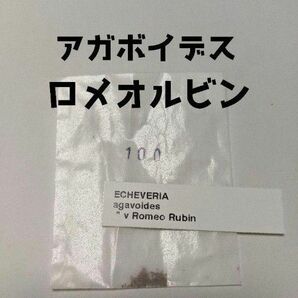 アガボイデスロメオルビン　20粒＋α　ケーレス種子