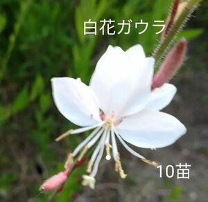 白花ガウラの苗10苗