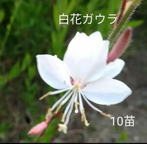 ガウラ白花10苗