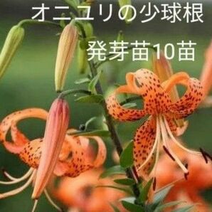 オニユリの発芽少球根10苗