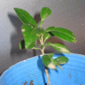 Nog220301:柚子 ゆず ユズ 実生苗 １～２年もの 強い香り 無農薬 １本の画像2