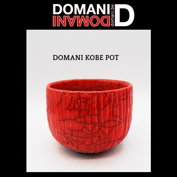 2025年最新】Yahoo!オークション -DOMANI ドマーニ(花、園芸)の 2025年最新】Yahoo!オークション -DOMANI ドマーニ(花、園芸)の