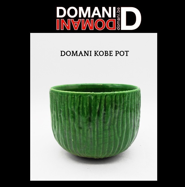 2025年最新】Yahoo!オークション -DOMANI ドマーニ(花、園芸)の 2025年最新】Yahoo!オークション -DOMANI ドマーニ(花、園芸)の