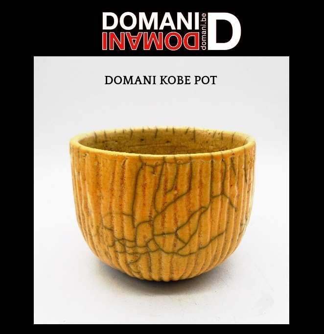 2025年最新】Yahoo!オークション -DOMANI ドマーニ(花、園芸)の 2025年最新】Yahoo!オークション -DOMANI ドマーニ(花、園芸)の