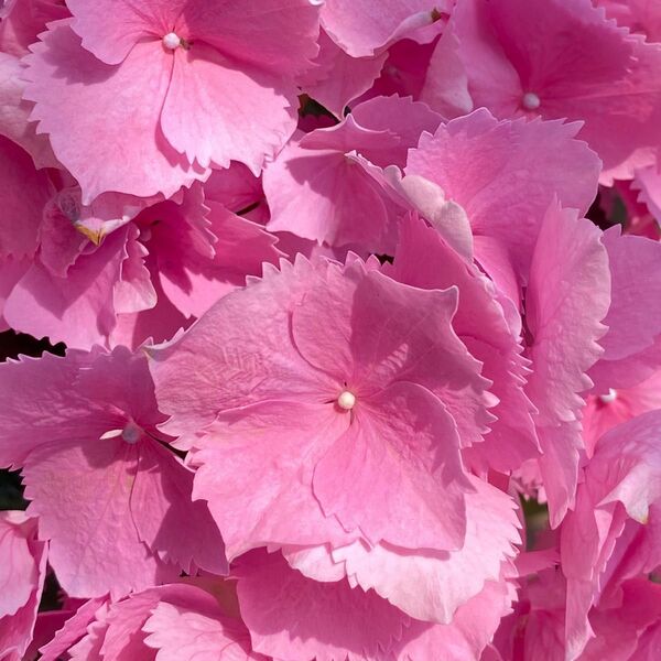 紫陽花 アジサイ ウインク(^_-) 5号鉢 開花中 大きなお花は鮮やかなピンク色♪