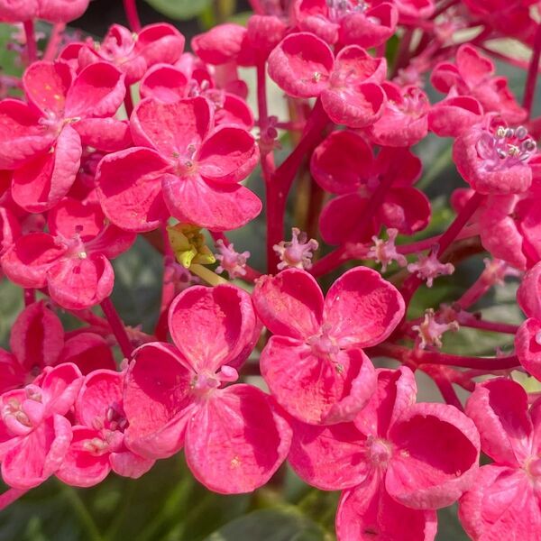 紫陽花 アジサイ 華あられ 開花中 ５号鉢 赤に近い小ぶりなお花をたくさん咲かせます☆☆