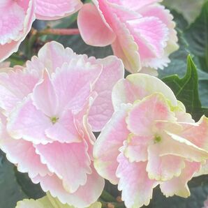 紫陽花 アジサイ 希少品種 きらきら星 ピンク ５号☆ 花弁はギザギザの可愛らしい子です♪
