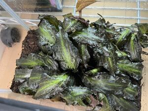 Cryptocoryne sp.ネオンローザ 2023年5月 kn便 1株