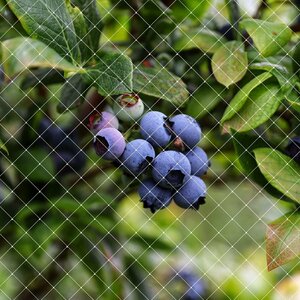 OFFO protection from birds net blueberry bird ..15mm superfine net eyes width 2m× length 4mszme measures nylon 100% adoption do long use is possible blueberry . vegetable 