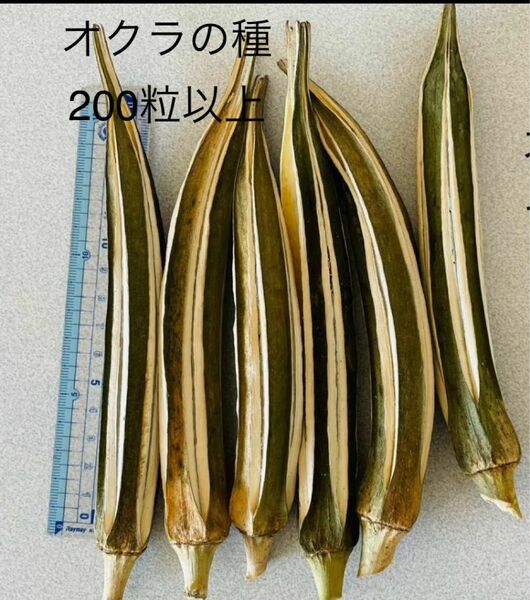 オクラの種200粒以上