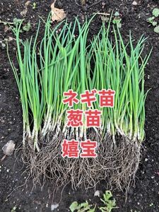 ネギ苗200本