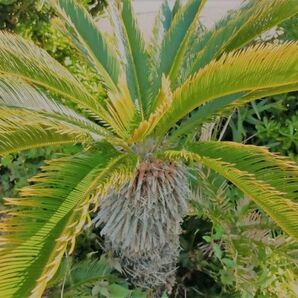 ☆☆価格！！格安３～４年物NO.  黄金ソテツ 稀少 幼苗 蘇鉄  南国風 植物 観葉植物☆☆NO,23 基本第4種の画像7