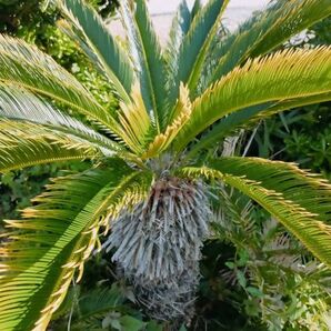 ☆☆価格！！格安３～４年物NO.  黄金ソテツ 稀少 幼苗 蘇鉄  南国風 植物 観葉植物☆☆NO,23 基本第4種の画像9