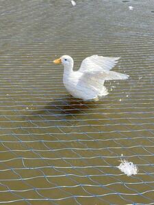  pure-white call Duck meal for have . egg 4 piece 