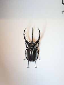 【昆虫標本】野外品タイリクコーカサスオオカブト 126mm 超極太個体