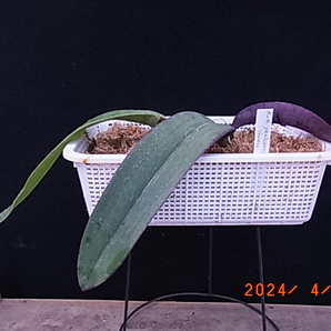 洋蘭原種  Bulb.phalaenopsis 'Voodoo' BM/JOGAの画像2