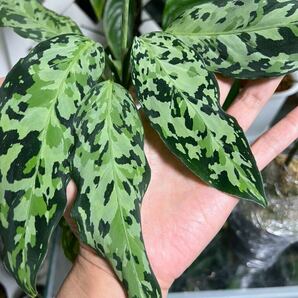 Aglaonema pictum 現地輸入【KZT便】 増殖株の画像1