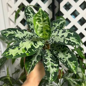 【正規タグ付き】◆Aglaonema pictum multicolor 熱波-零式 from Tigalingga 【HW0219-01c】増殖株◇アグラオネマの画像3