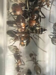 Camponotus nicobarensis ニコバレシスオオアリ　女王1匹＋ワーカー100～200匹　コロニー【死着保証あり】