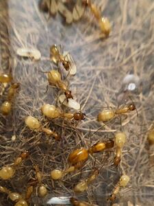 Camponotus turkestanus コロニー　女王1匹+ワーカー40~50匹　コロニー【死着保証あり】