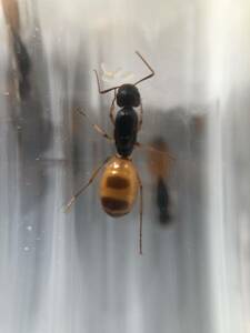 Camponotus fedtschenkoi コハクオオアリ　女王+ワーカー10～20匹　コロニー　【死着保証あり】