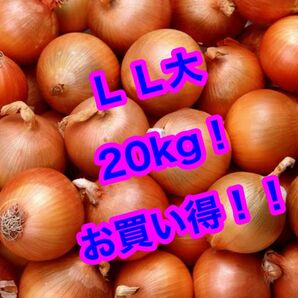 北海道産 玉葱 L L大 20kg 玉ねぎ タマネギ お買い得 新鮮 