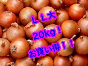 北海道産 玉葱 L L大 20kg 玉ねぎ タマネギ お買い得 新鮮 