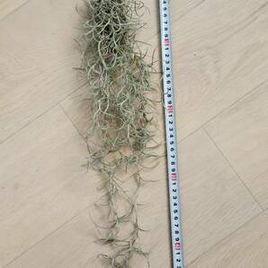 【ティランジア・ウスネオイデス】 Tillandsia usneoides サルオガセモドキ エアプランツ チランジア スパニッシュモス ブロメリア科 の画像1