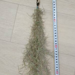 【ティランジア・ウスネオイデス細葉】 Tillandsia usneoides エアプランツ チランジア スパニッシュモス ブロメリア科 サルオガセモドキ の画像3