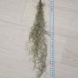 【ティランジア・ウスネオイデス細葉】 Tillandsia usneoides エアプランツ チランジア スパニッシュモス ブロメリア科 サルオガセモドキ の画像2