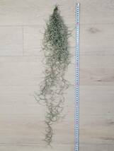 【ティランジア・ウスネオイデス】 Tillandsia usneoides エアプランツ ティランジア スパニッシュモス ブロメリア科 サルオガセモドキ_画像5