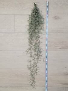 【ティランジア・ウスネオイデス】 Tillandsia usneoides エアプランツ ティランジア スパニッシュモス ブロメリア科 サルオガセモドキ