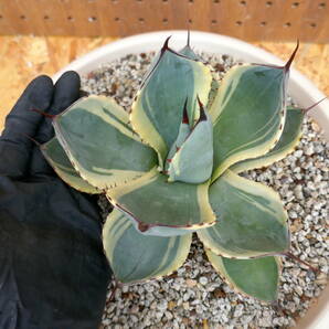 240401【特選 US株】Agave parryi truncata 'Orizaba' アガベ パリートランカータ オリザバの画像1