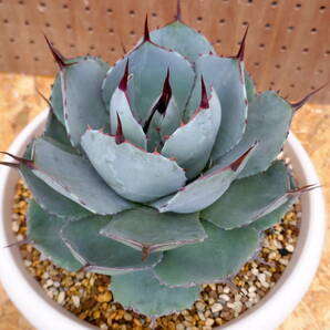 240403【特選 US株】Agave parryi truncata アガベ パリートランカータ の画像2