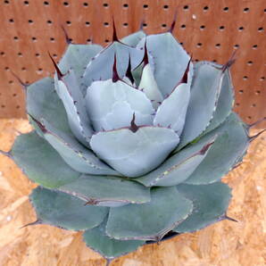 240404【特選 US株】Agave parryi truncata アガベ パリートランカータ の画像1