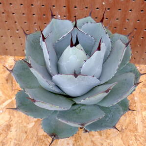 240404【特選 US株】Agave parryi truncata アガベ パリートランカータ の画像3