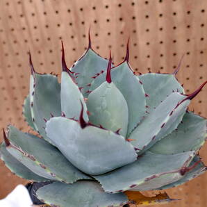 240405【特選 US株】Agave parryi truncata Huntington Blue アガベ パリー トランカータ ハンティントン ブルー の画像3