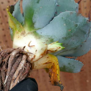 240405【特選 US株】Agave parryi truncata Huntington Blue アガベ パリー トランカータ ハンティントン ブルー の画像9