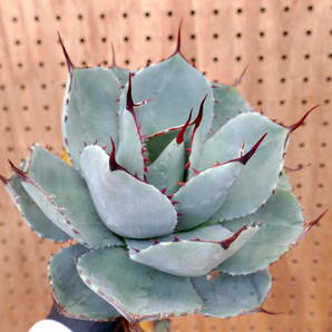 240405【特選 US株】Agave parryi truncata Huntington Blue アガベ パリー トランカータ ハンティントン ブルー の画像1