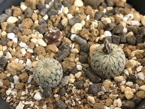 サボテン ツルビニカルプス　精巧殿　実生　1鉢　多肉植物 